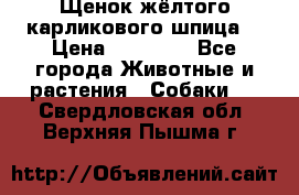 Щенок жёлтого карликового шпица  › Цена ­ 50 000 - Все города Животные и растения » Собаки   . Свердловская обл.,Верхняя Пышма г.